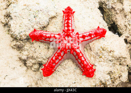 Red-étoile de mer (bulbés Protoreaster lincki). Watamu, Kenya. Banque D'Images