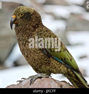 Kea (Nestor notabilis) Banque D'Images