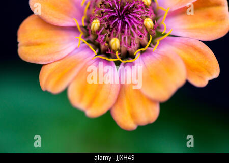 Close-up of a zinnia Zinnia elegans (fleurs) Banque D'Images