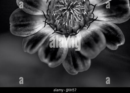 Close-up of a zinnia Zinnia elegans (fleurs) Banque D'Images