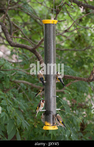 European Goldfinch ou Goldfinch (Carduelis carduelis), oiseaux adultes sur le mangeoire à oiseaux de semence du niger, Londres, Royaume-Uni Banque D'Images