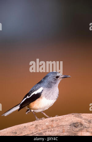 Oriental femelle pie-robin (Copsychus saularis) Keoladeo Ghana National Park, Bharatpur, Rajasthan, Inde, Banque D'Images