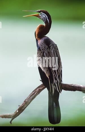 Dard Oriental ou indien, dard (Anhinga melanogaster), Parc national de Keoladeo Ghana, Bharatpur, Rajasthan, Inde Banque D'Images