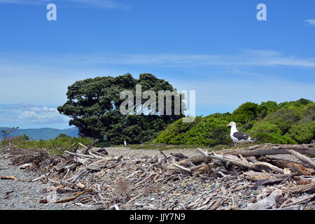 Goéland à manteau noir colonie sur l'Île Kapiti Bird Sanctuary. En premier plan est la plage de galets et bois flotté accumulés. Banque D'Images