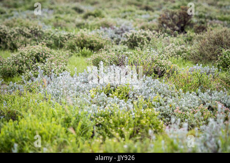 Les herbes de l'Afrique à l'Etosha National Park, situé en Namibie, l'Afrique. Banque D'Images