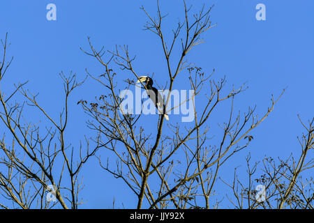 Pied Oriental calao (Anthracoceros albirostris) est niché au-dessus de la cime des arbres dans la jungle sur ciel bleu. Banque D'Images