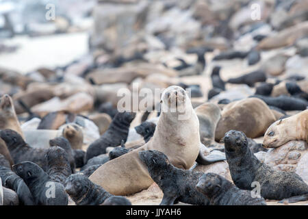 Les otaries à fourrure du Cap sont recueillies et de repos le long des plages de Cape Cross, situé en Namibie, l'Afrique. Le Cape Cross Seal Reserve est la plus grande régissent Banque D'Images