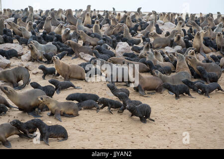 Les otaries à fourrure du Cap sont recueillies et de repos le long des plages de Cape Cross, situé en Namibie, l'Afrique. Le Cape Cross Seal Reserve est la plus grande régissent Banque D'Images