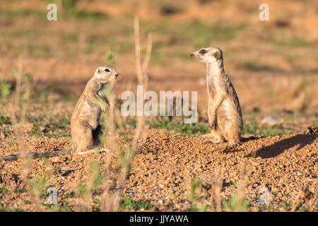 Cape spermophiles et meerkat (Suricata suricatta) dans le désert du Namib, situé en Namibie, l'Afrique. Banque D'Images