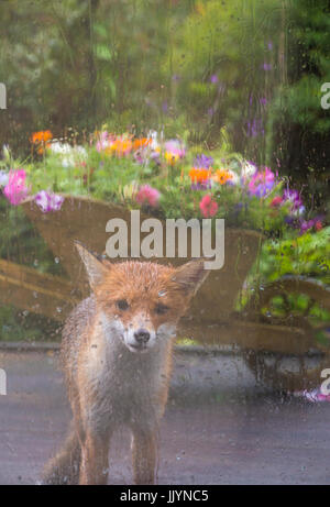 Bournemouth, Dorset, UK. 21 juillet, 2017. Météo France : journée humide à Bournemouth avec heavy rain, qu'un vivier de gaines de Renard, Vulpes vulpes, regarde à l'intérieur qui souhaite qu'elle a été chaud et sec ! Credit : Carolyn Jenkins/Alamy Live News Banque D'Images