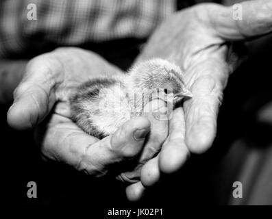 Image en noir et blanc de poulet en poussins Bébé anciens Banque D'Images