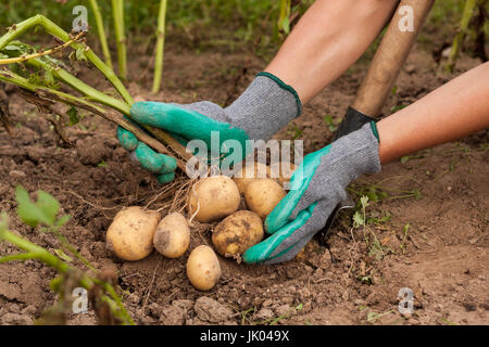 La récolte des pommes. Maintenez la productrice de pommes de terre fraîches de tas dans sa main près du sol. La pomme de terre fraîche. Moment de la récolte, de la saison. Banque D'Images