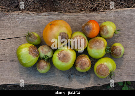 De la tomate. Pauvre tomate Mildiou (Phytophthora infestans). La lutte contre le Phytophthora. Vue d'en haut. Banque D'Images