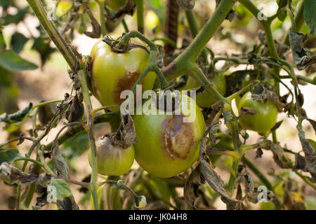 De la tomate. Pauvre tomate Mildiou (Phytophthora infestans) dans le potager de près. La lutte contre le Phytophthora. Banque D'Images