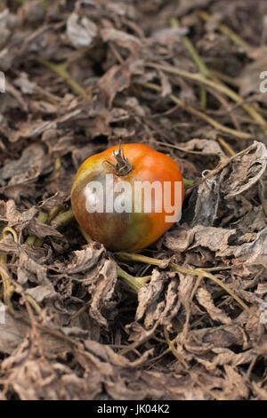 De la tomate. Pauvre tomate Mildiou (Phytophthora infestans). La lutte contre le Phytophthora. Tomate rouge sur fond de feuilles sèches de tomate, S Banque D'Images