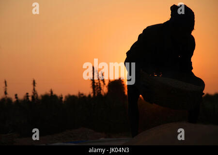 Exploitant agricole travaillant dans un champ de riz dans le coucher du soleil. Banque D'Images