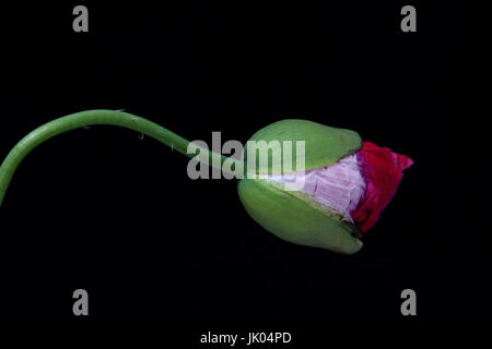 Une étude de proximité un coquelicot sur le point d'éclater. Banque D'Images