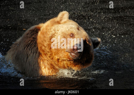 République Ours brun / (Ursus arctos syriacus) | Syrischer Braunbaer / (Ursus arctos syriacus) / Syrischer Braunbär Banque D'Images