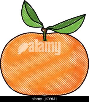 Crayon de couleur de fond blanche silhouette de fruits mandarine Illustration de Vecteur