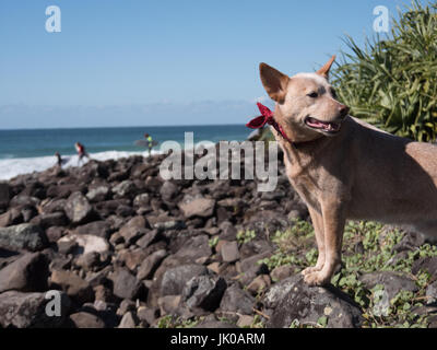 Rouge fidèle chien de bétail en attente de son propriétaire par la mer surf sur une journée d'été Banque D'Images