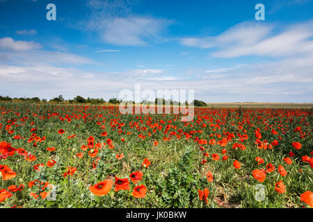 Un champ de coquelicots à Norfolk, UK Banque D'Images