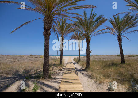 Passerelle en bois dans la nature, entre palmiers et bush, bleu ciel clair, vers la mer Méditerranée, plage du pin ou Pinar Grao de Castellon, dans, Valenc Banque D'Images