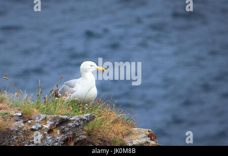 Mouette était assis sur le Clifftops de Tintagel, en Cornouailles, le plus probablement lorgne les aliments. someones Banque D'Images