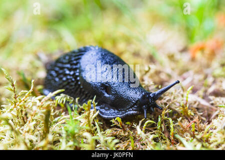 Arion vulgaris - Espagnol slug Banque D'Images