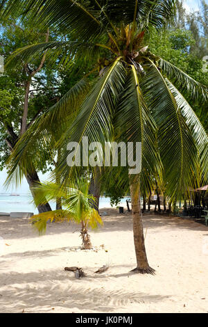 Plage et côte, Holetown, Barbados, West Indies Banque D'Images