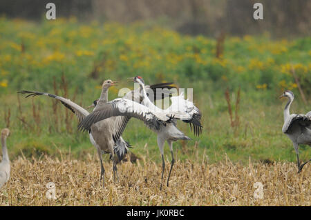 Allemagne, Basse-Saxe, crane's rest dans le Diepholzer moor dépression, Deutschland, Niedersachsen, der Diepholzer Moorniederung en Kranichrast Banque D'Images