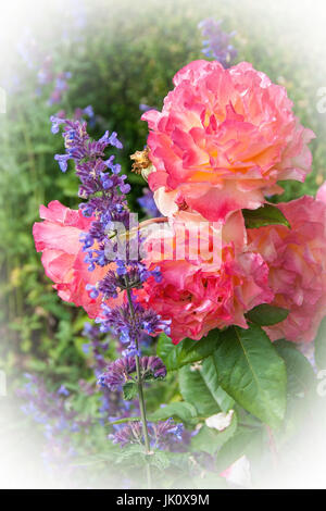 Orangerosa roses et sage bl ?dix, orangerosa rosen und salbei-blueten Banque D'Images