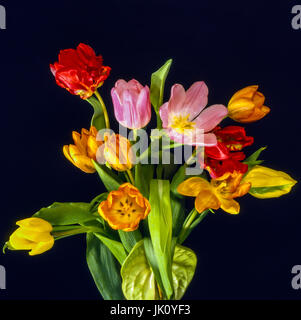 De couleur mixte, bouquet de tulipes avec feuilles de tulipes et anthurie ; fond noir. couleur mixte bouquet de tulipes et d'anthurium ; dark baking drop.', gemis Banque D'Images