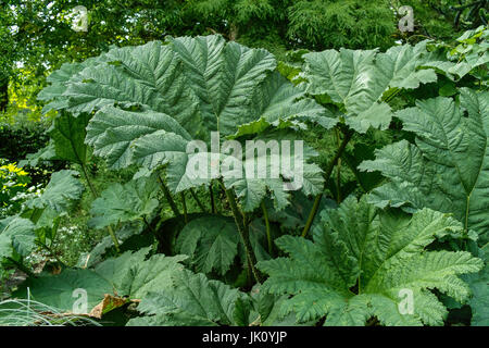Feuilles d'une large feuille des mammouths. grosses feuilles du GUNNERA., grossflaechige MAMMUTBLATTS blaetter eines. grosses feuilles du GUNNERA. Banque D'Images