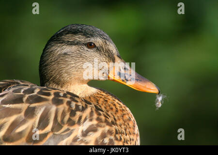 Canard colvert, canard colvert, Anas platyrhynchos, femme, femmes, Stockente Mallard Anas platyrhynchos / / / femme / Weibchen Banque D'Images