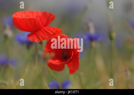 Clap poppy au calvaire sur le Rhin inférieur, Klatschmohn suis Wegrand am Niederrhein Banque D'Images