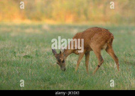 Chevreuil sur pré sur le Rhin inférieur, Reh auf Wiese am Niederrhein Banque D'Images