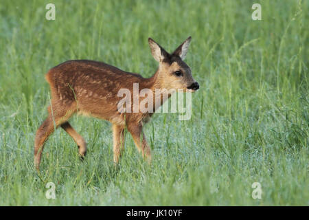 Chevreuil sur pré sur le Rhin inférieur, Reh auf Wiese am Niederrhein Banque D'Images