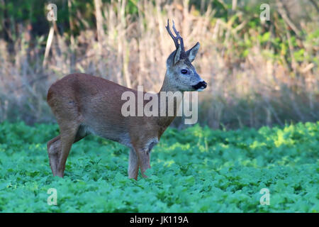 Sur le terrain, Roebuck Rehbock im Feld Banque D'Images