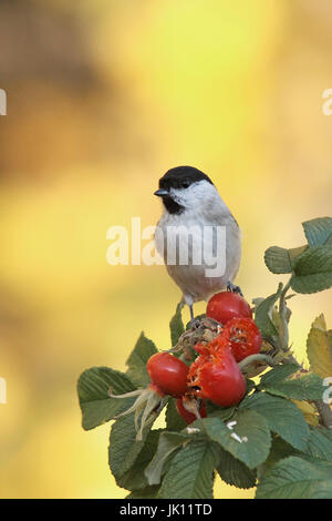 Marsh, Poecile palustris mésange, Sumpfmeise Banque D'Images