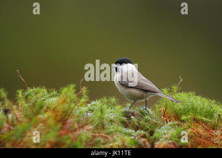 Marsh, Poecile palustris mésange, Sumpfmeise Banque D'Images