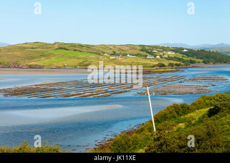 Ferme de lits d'huîtres dans la baie de Loughros près d'Ardara, comté de Donegal, Irlande. Aquaculture irlandaise . Banque D'Images