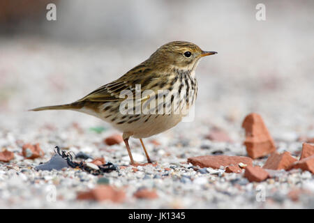 Le pipit spioncelle Anthus pratensis, Wiesenpieper (Anthus pratensis) Banque D'Images
