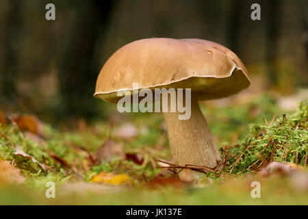 Champignons Boletus pinophilus pierre dans la pinède, (Boletus pinophilus Steinpilz) im Kiefernwald Banque D'Images