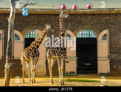 Deux Girafes au Zoo de Londres Banque D'Images