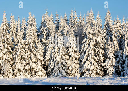 Sapins couverts de neige dans le Mummelsee en hiver, Forêt-Noire, Bade-Wurtemberg, Verschneite Tannen suis Mummelsee im Schwarzwald, hiver, Baden-Württembe Banque D'Images