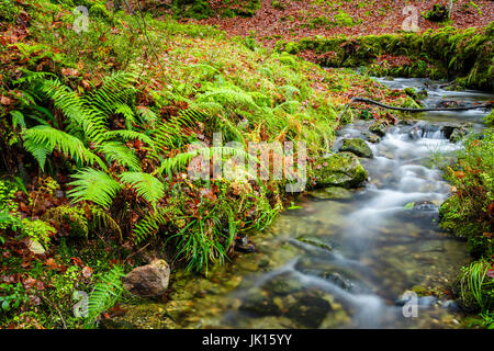 Rigole. Cabuerniga Valley. Cantabria, Espagne. Banque D'Images