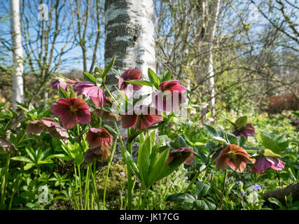 Bois de bouleau argenté avec underplanted rouge de printemps anémones japonaises. Banque D'Images