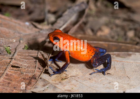 Strawberry Poison Frog, "Oophaga pumilio"-La Selva, Costa Rica Banque D'Images