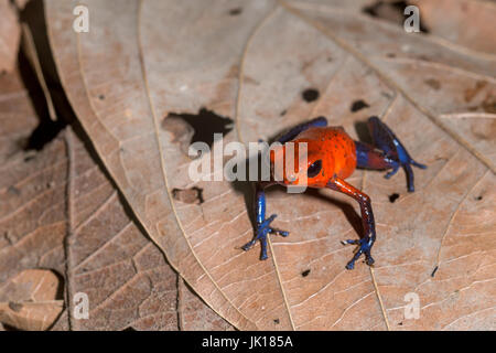 Strawberry Poison Frog, "Oophaga pumilio"-La Selva, Costa Rica Banque D'Images