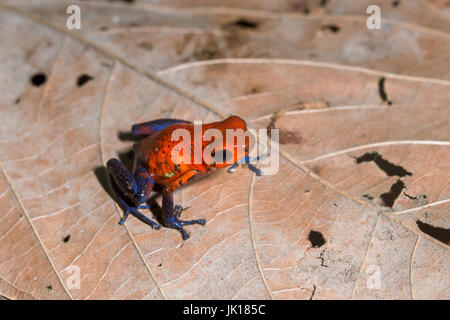 Strawberry Poison Frog, "Oophaga pumilio"-La Selva, Costa Rica Banque D'Images